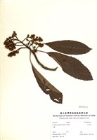 藏品(山枇杷)的圖片